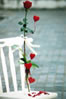 Thailand Rose